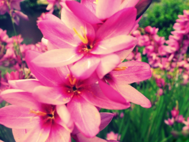 Pink Garden screenshot #1 640x480