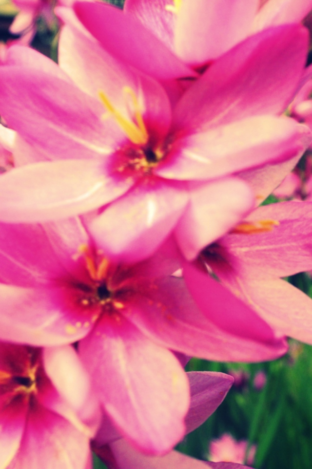 Pink Garden screenshot #1 640x960