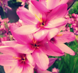 Pink Garden sfondi gratuiti per iPad mini