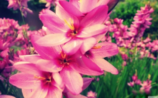 Pink Garden Background for Android, iPhone and iPad