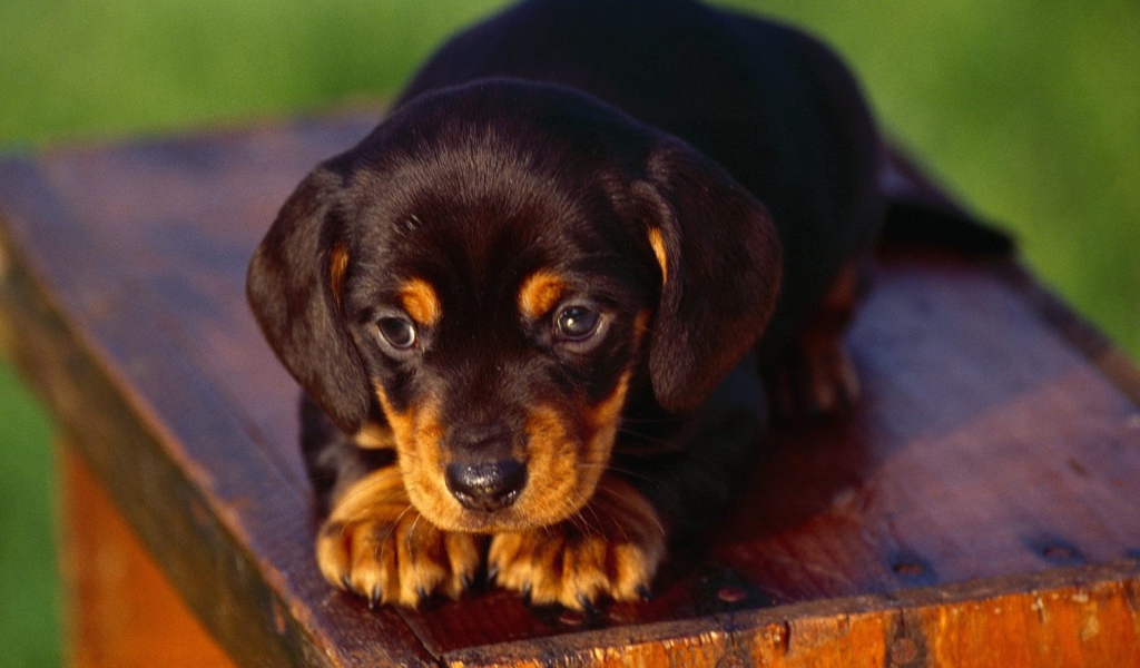 Das Black And Tan Coonhound Puppy Wallpaper 1024x600