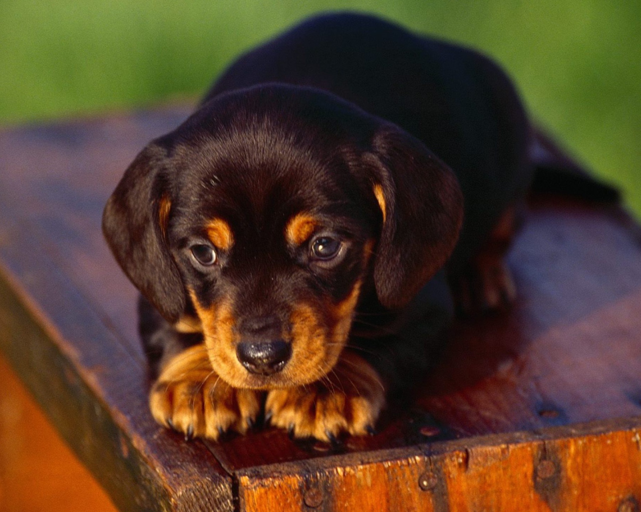 Black And Tan Coonhound Puppy wallpaper 1280x1024