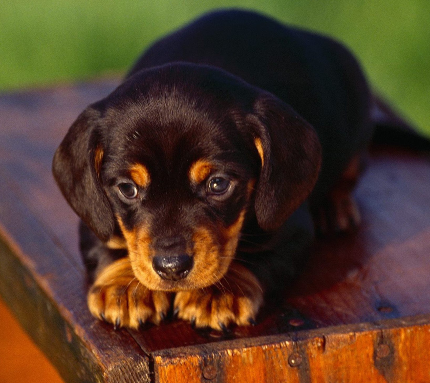 Screenshot №1 pro téma Black And Tan Coonhound Puppy 1440x1280