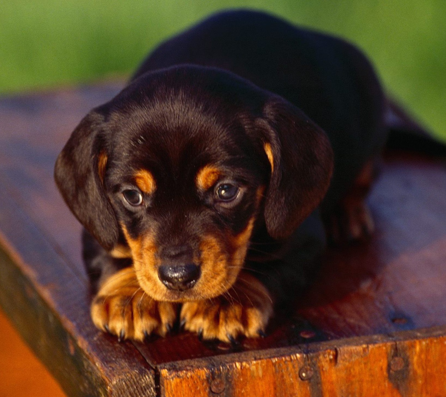 Das Black And Tan Coonhound Puppy Wallpaper 1440x1280