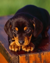 Black And Tan Coonhound Puppy wallpaper 176x220
