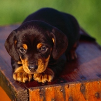 Black And Tan Coonhound Puppy wallpaper 208x208