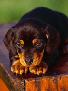 Black And Tan Coonhound Puppy wallpaper 240x320