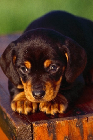 Black And Tan Coonhound Puppy wallpaper 320x480