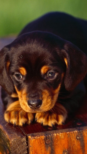 Black And Tan Coonhound Puppy wallpaper 360x640