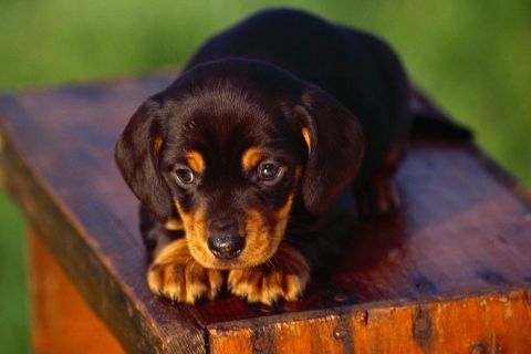Black And Tan Coonhound Puppy wallpaper 480x320