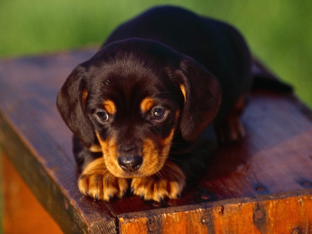 Black And Tan Coonhound Puppy wallpaper 640x480