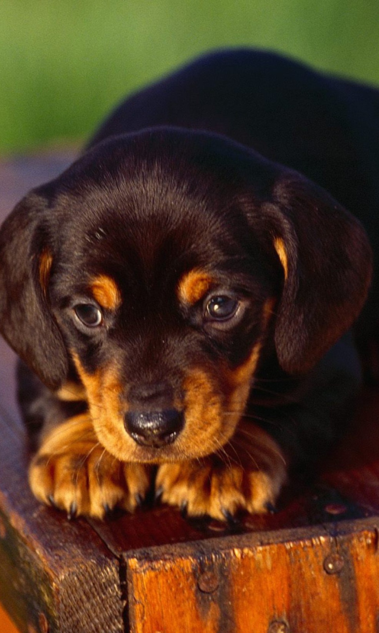 Black And Tan Coonhound Puppy wallpaper 768x1280