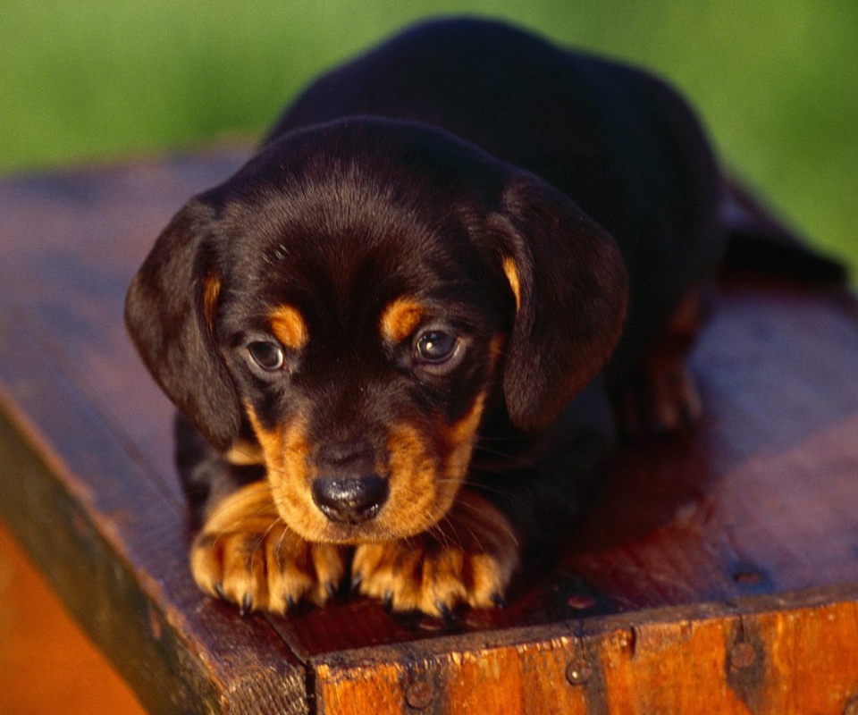 Black And Tan Coonhound Puppy wallpaper 960x800