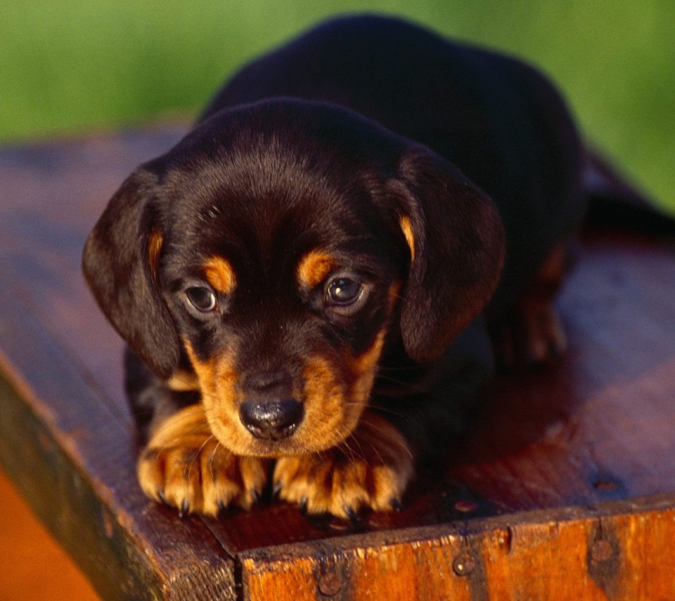 Fondo de pantalla Black And Tan Coonhound Puppy 960x854