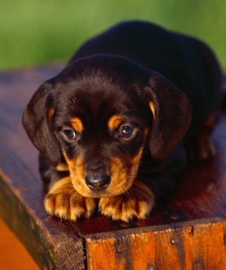 Black And Tan Coonhound Puppy - Obrázkek zdarma pro Nokia Asha 306