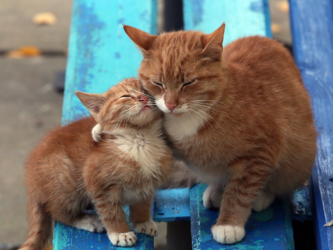 Das Cats Hugging On Bench Wallpaper 1152x864