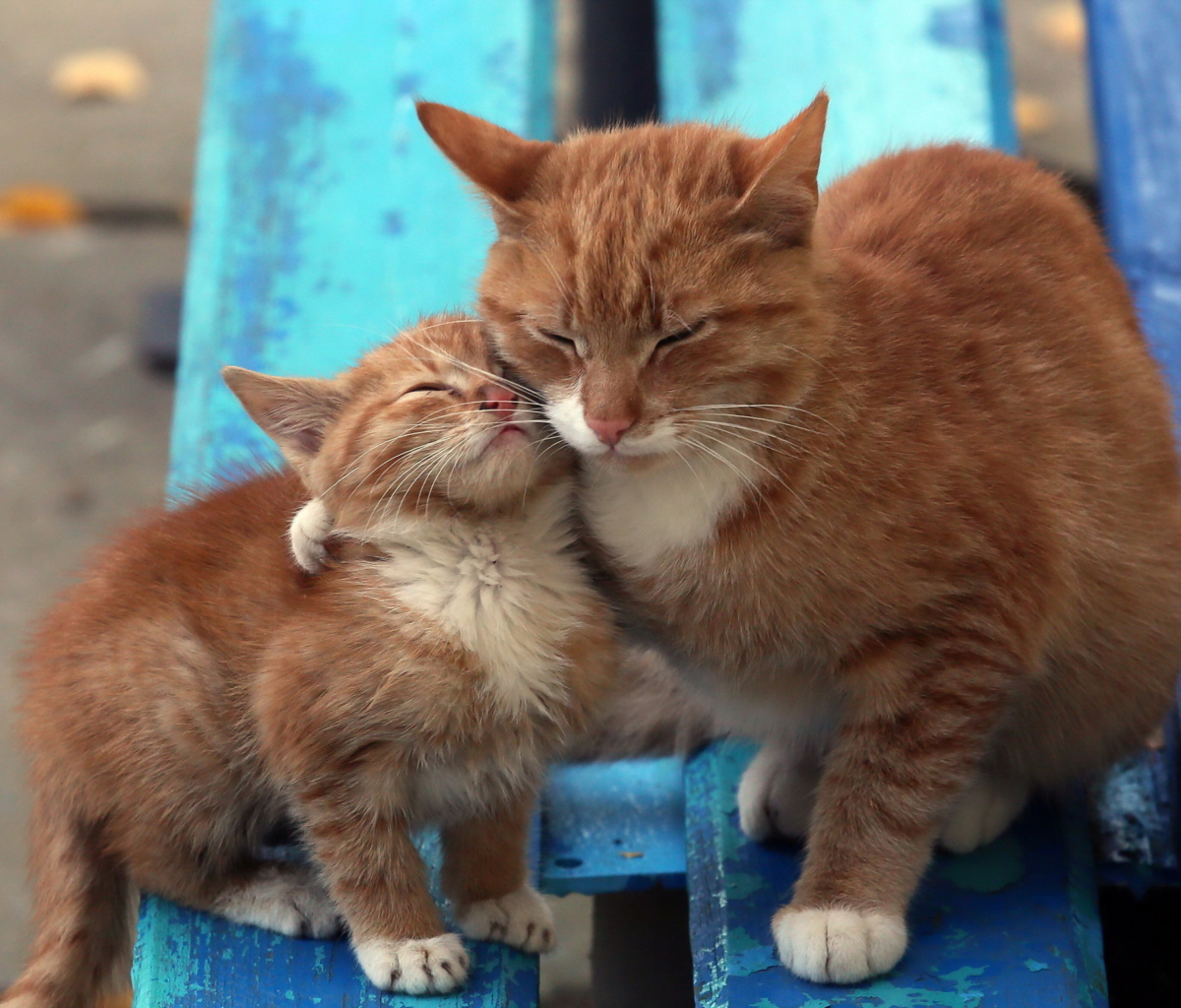 Fondo de pantalla Cats Hugging On Bench 1200x1024