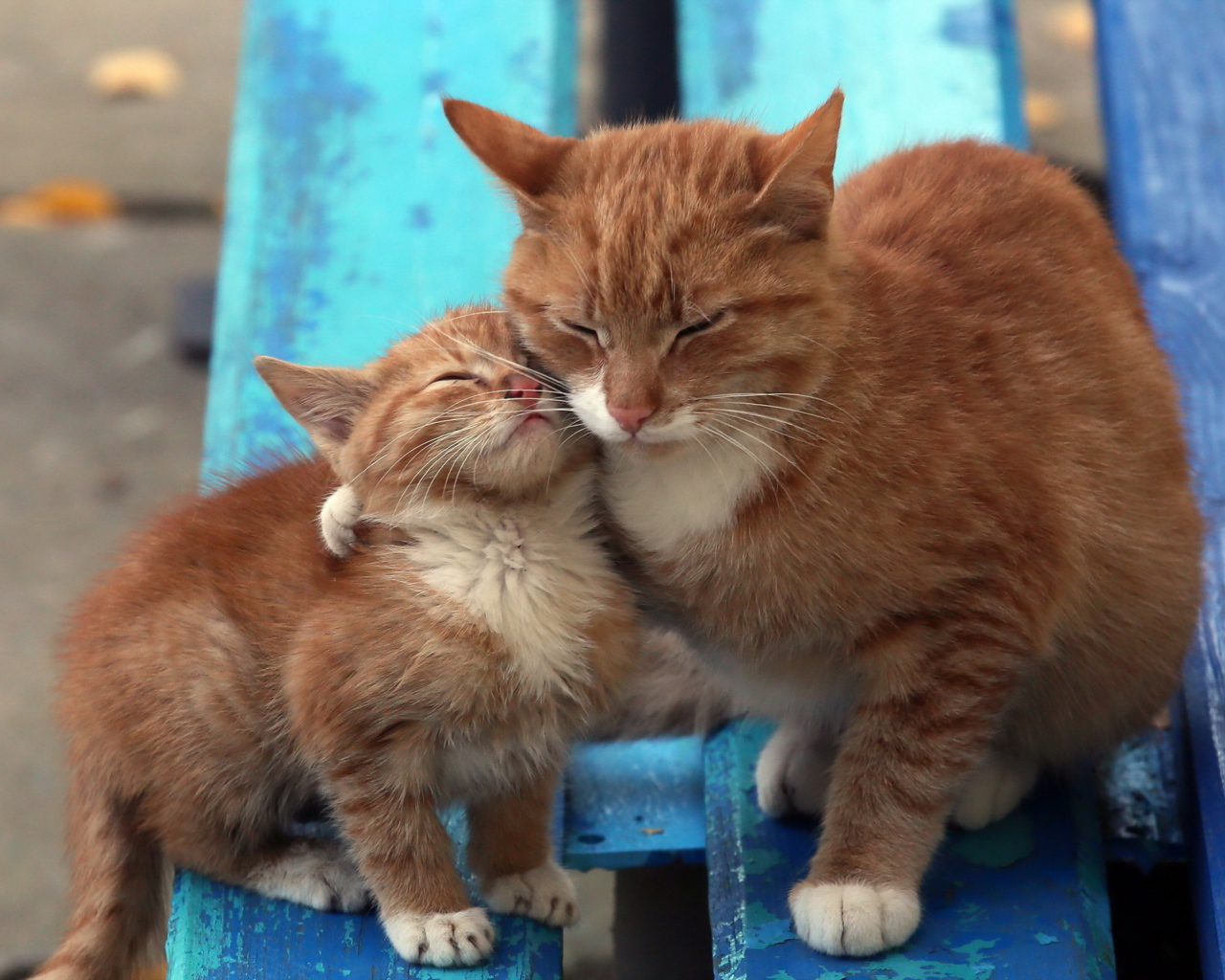 Fondo de pantalla Cats Hugging On Bench 1280x1024