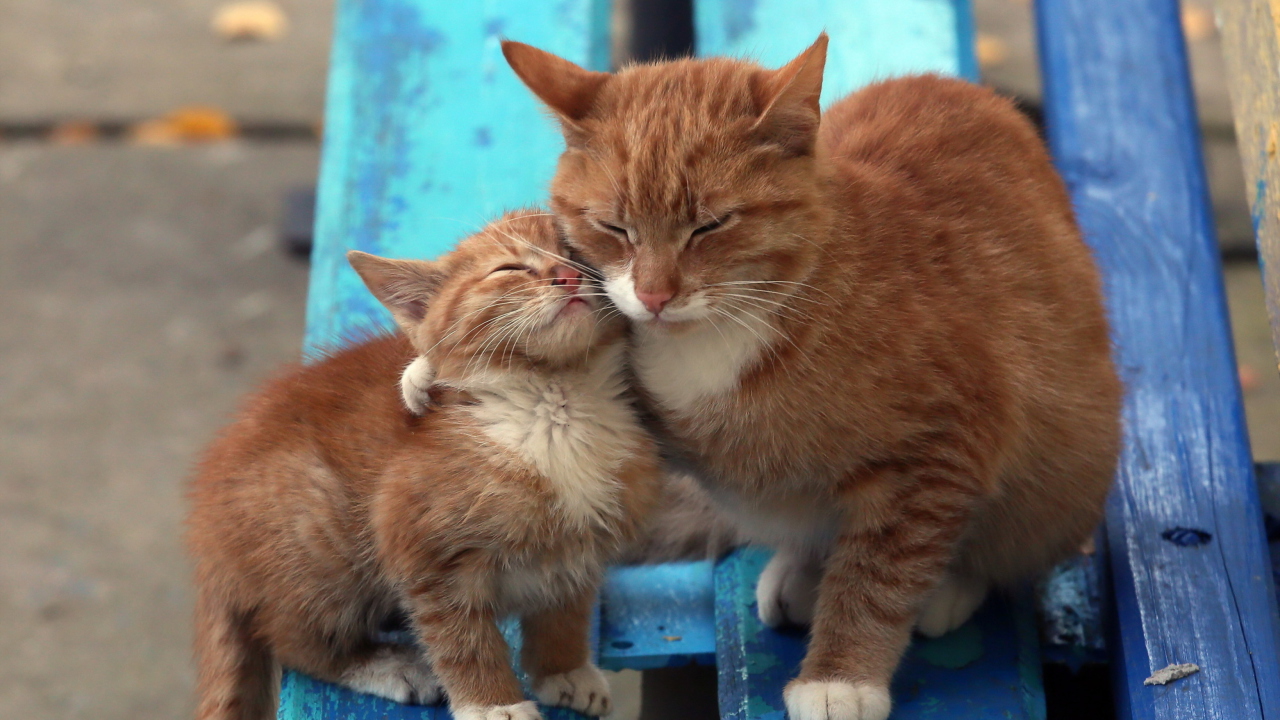 Обои Cats Hugging On Bench 1280x720