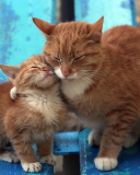 Fondo de pantalla Cats Hugging On Bench 128x160