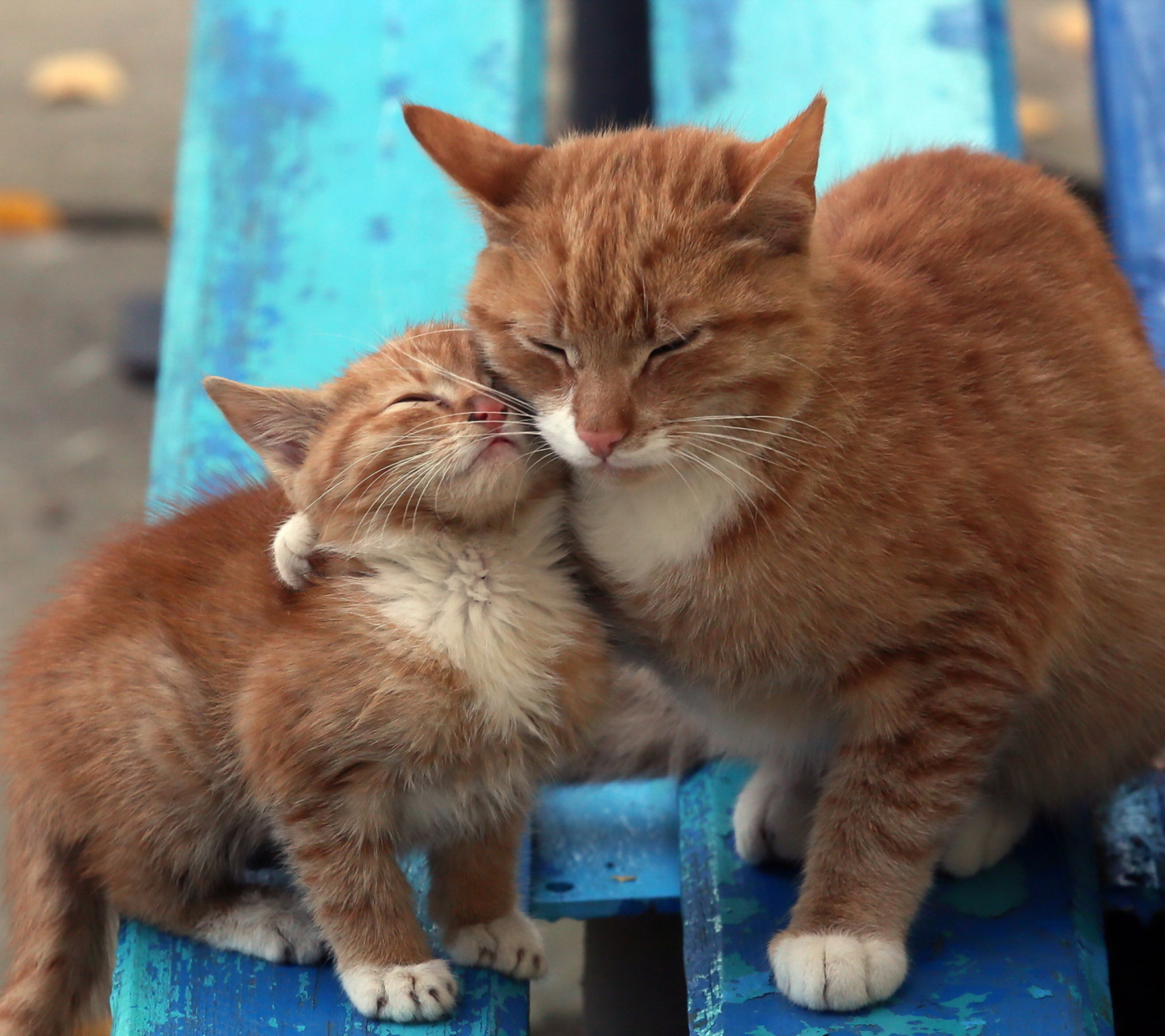 Das Cats Hugging On Bench Wallpaper 1440x1280