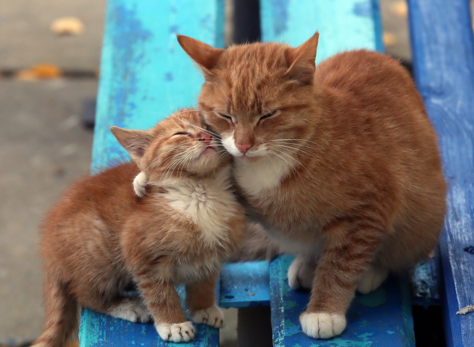 Das Cats Hugging On Bench Wallpaper 1920x1408