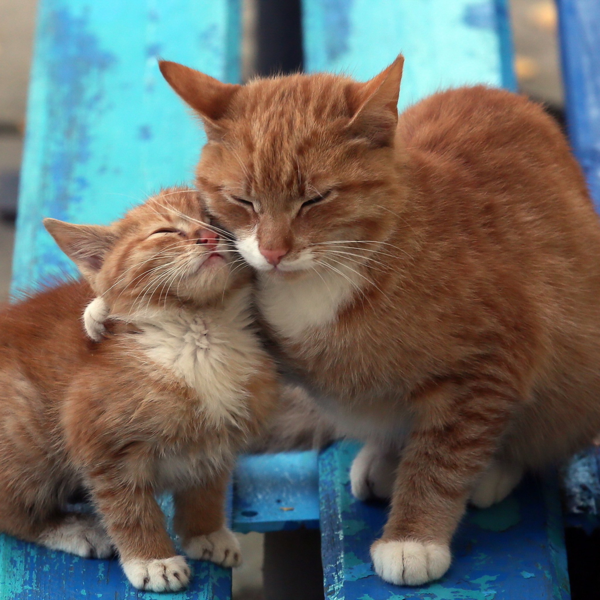 Sfondi Cats Hugging On Bench 2048x2048