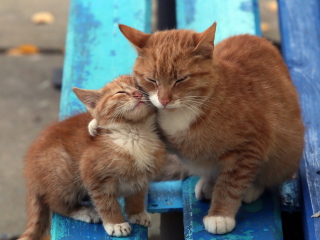 Обои Cats Hugging On Bench 320x240