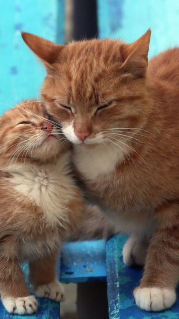 Cats Hugging On Bench screenshot #1 360x640