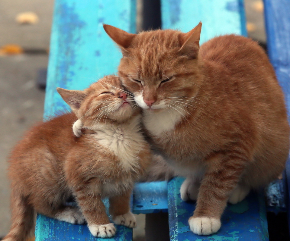 Cats Hugging On Bench wallpaper 960x800