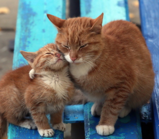 Cats Hugging On Bench papel de parede para celular para iPad mini