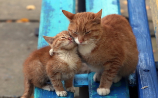 Cats Hugging On Bench Wallpaper for Android, iPhone and iPad
