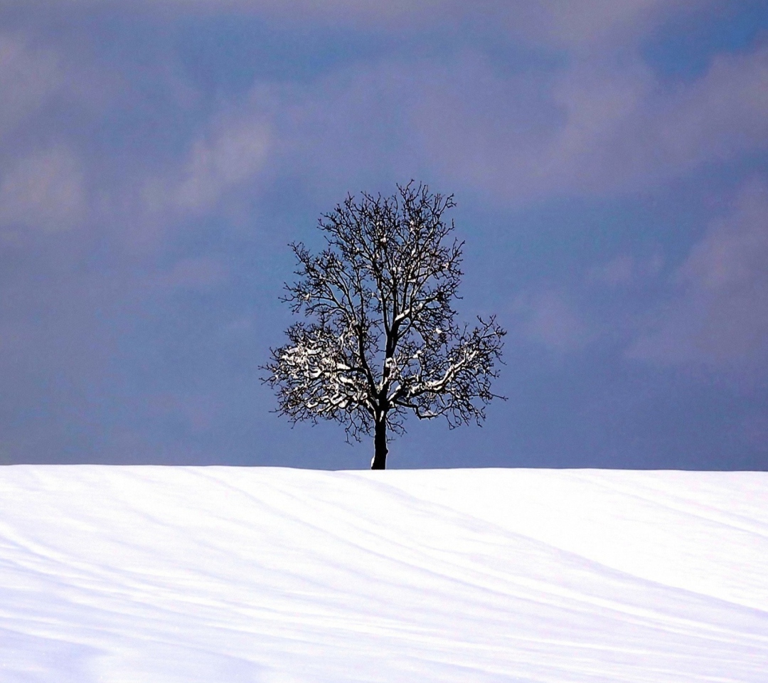 Обои Tree And Snow 1080x960