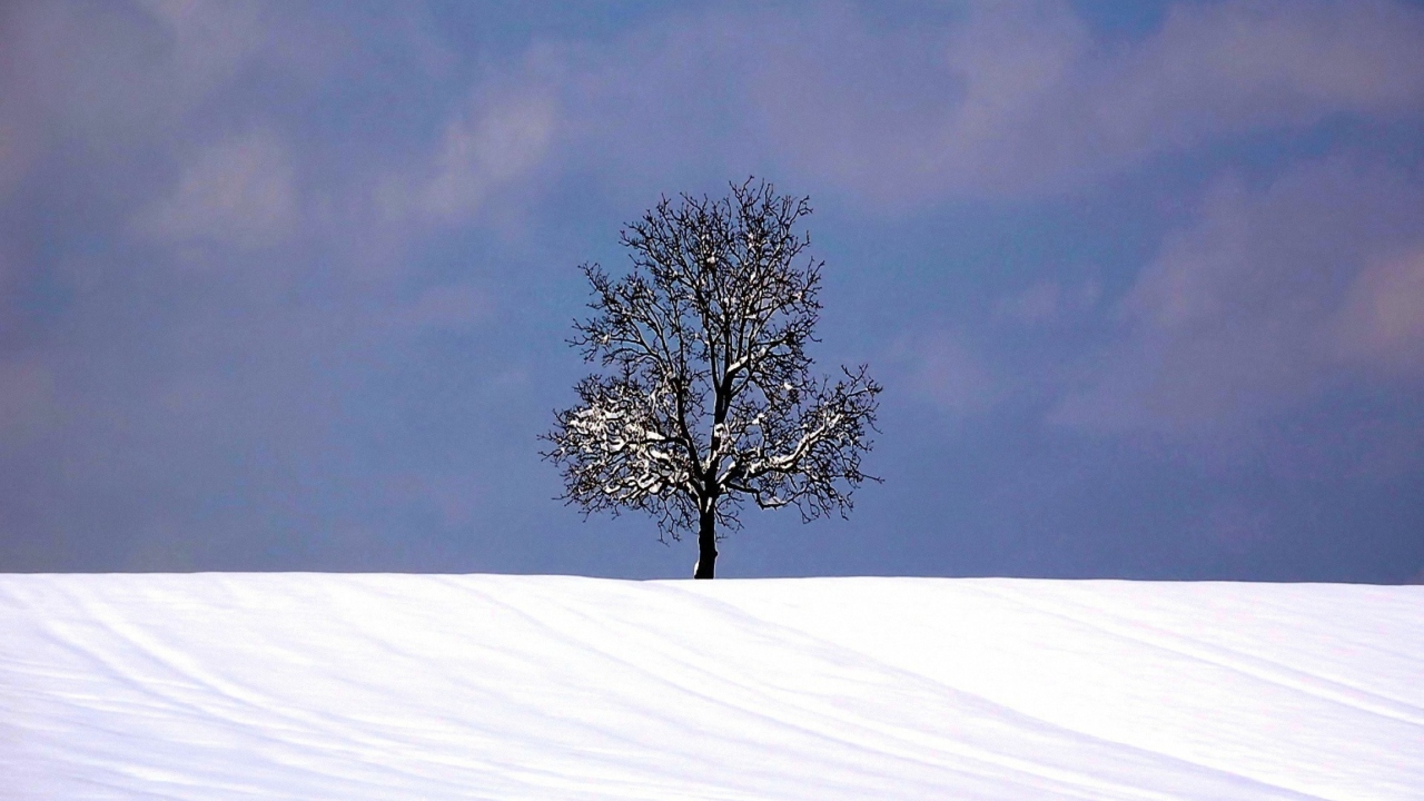 Das Tree And Snow Wallpaper 1280x720