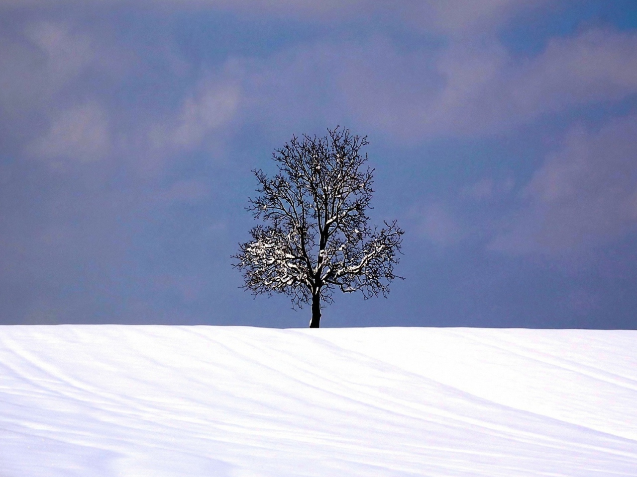 Das Tree And Snow Wallpaper 1280x960