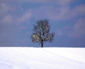 Das Tree And Snow Wallpaper 176x144