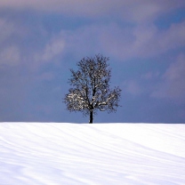 Das Tree And Snow Wallpaper 208x208