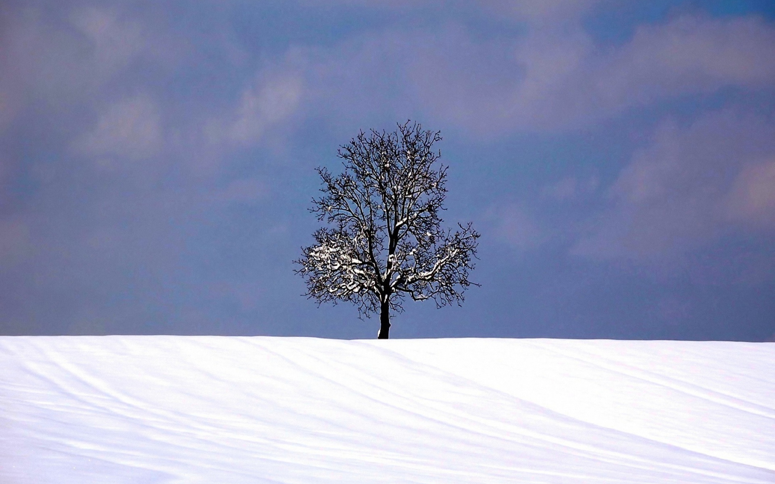 Das Tree And Snow Wallpaper 2560x1600