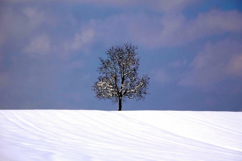 Обои Tree And Snow 480x320