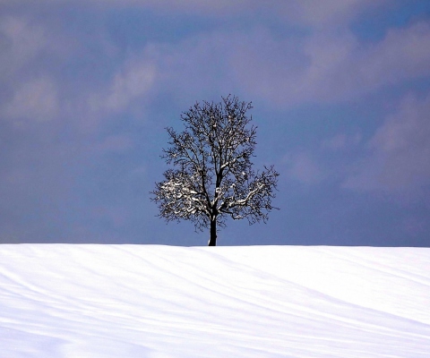 Sfondi Tree And Snow 480x400