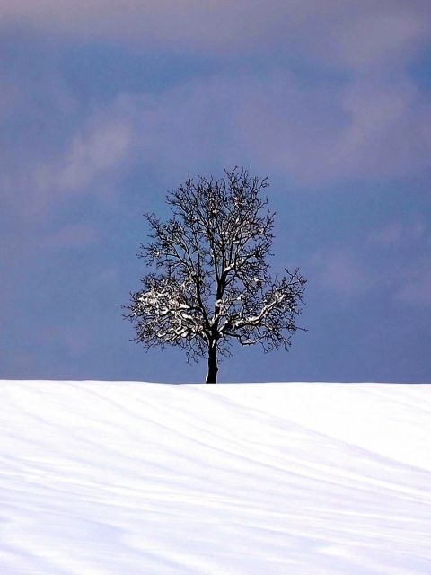 Das Tree And Snow Wallpaper 480x640