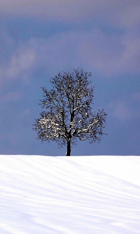 Обои Tree And Snow 480x800