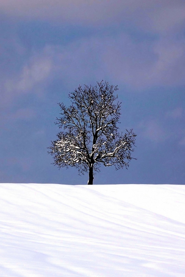 Das Tree And Snow Wallpaper 640x960