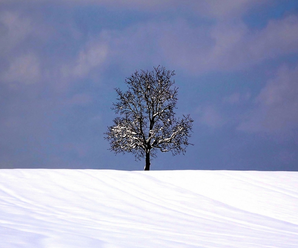 Обои Tree And Snow 960x800