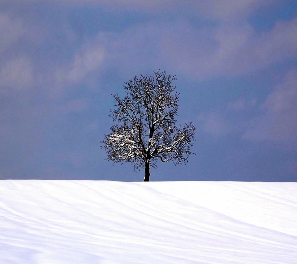Обои Tree And Snow 960x854