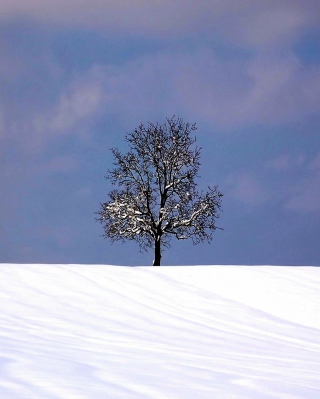 Tree And Snow - Obrázkek zdarma pro Nokia X3