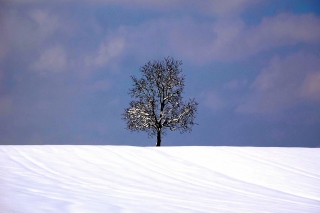 Tree And Snow Wallpaper for Android, iPhone and iPad