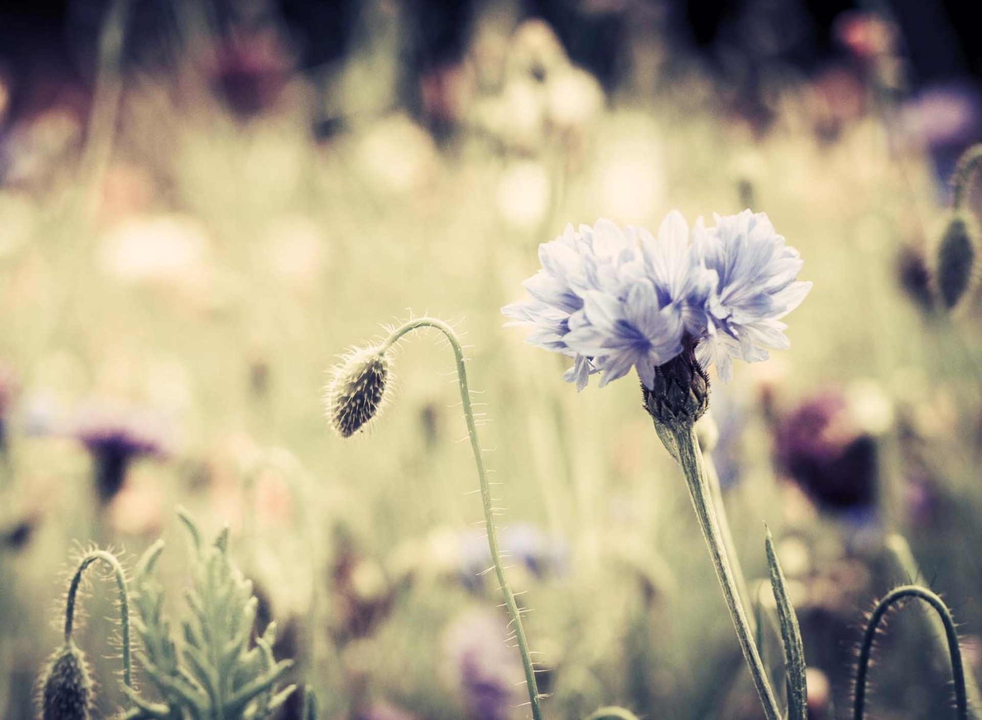 Das Meadow Flowers Vintage Wallpaper 1920x1408