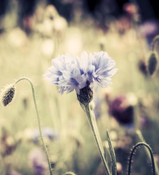 Meadow Flowers Vintage sfondi gratuiti per iPad mini