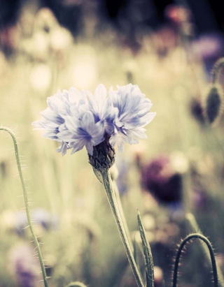 Meadow Flowers Vintage - Obrázkek zdarma pro iPhone 5S